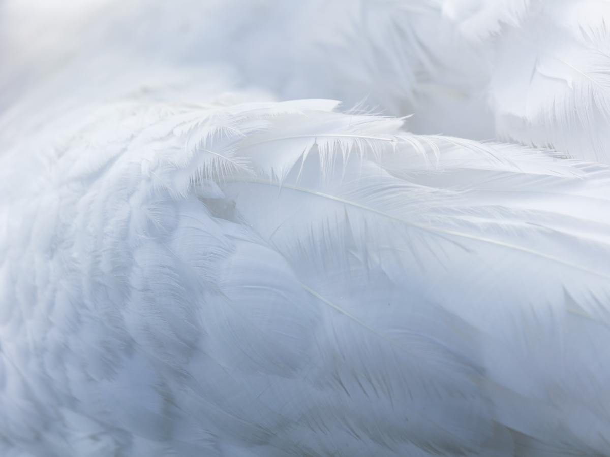 هل نيكولاس طالب سليم عبقريّ فعلا أم مجرد أحمق&nbsp;آخر؟