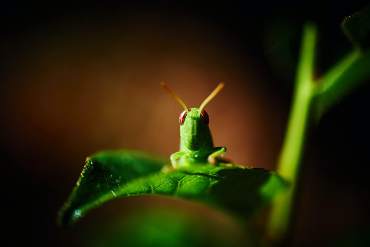 أُذن جرادة ميتة وحبابير (جمع حبّار) والصين تنفق أكثر من أمريكا على البحث&nbsp;والتطوير