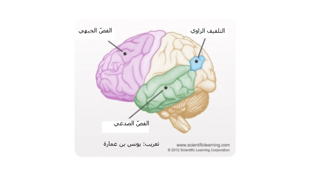 رسم يوضح الدماغ البشري وبعض فصوصه وأجزائه - مصدر: نشرة حوار برادو