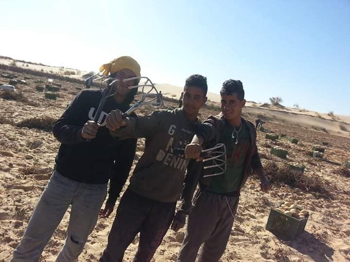 صورة شباب من وادي سوف يحملون أداة الرباشة لقلع البطاطا. مصدر: مجلة وادي سوف