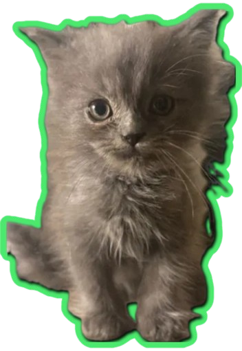 قطة سعدى الزهراني: كايو